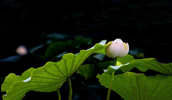 沈陽(yáng)墓園實(shí)景