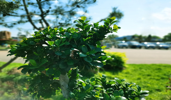 沈陽墓園實景 沈陽墓園實景
