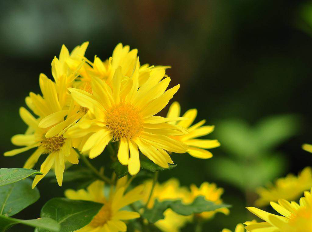 沈陽墓園園區(qū)花卉實景