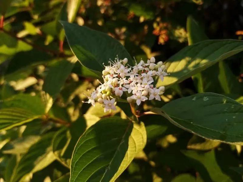 國外去世遺體回國每個(gè)國家審批程序 國外去世遺體回國每個(gè)國家審批程序