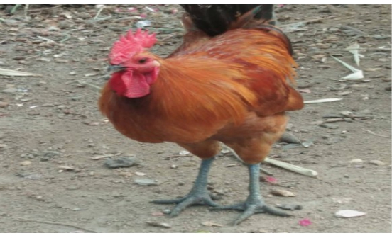 沈陽墓園說引魂雞