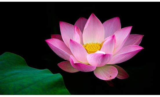 沈陽(yáng)墓園觀荷