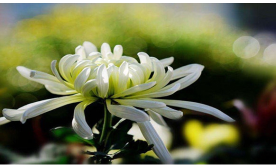 沈陽(yáng)墓園菊花