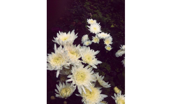 抬棺材的時(shí)候中途不能落地?