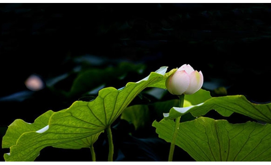 滿族火葬在清朝廢止