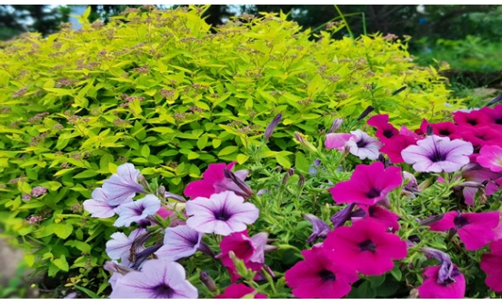 沈陽墓園實景圖