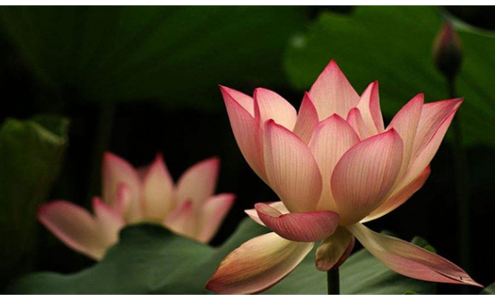 秦服是怎么來的？