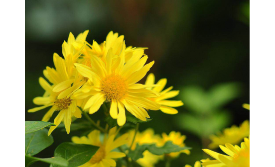 重陽(yáng)節(jié)的風(fēng)俗（二）