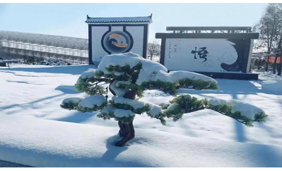 在沈陽墓園內(nèi)的竹子能砍嗎